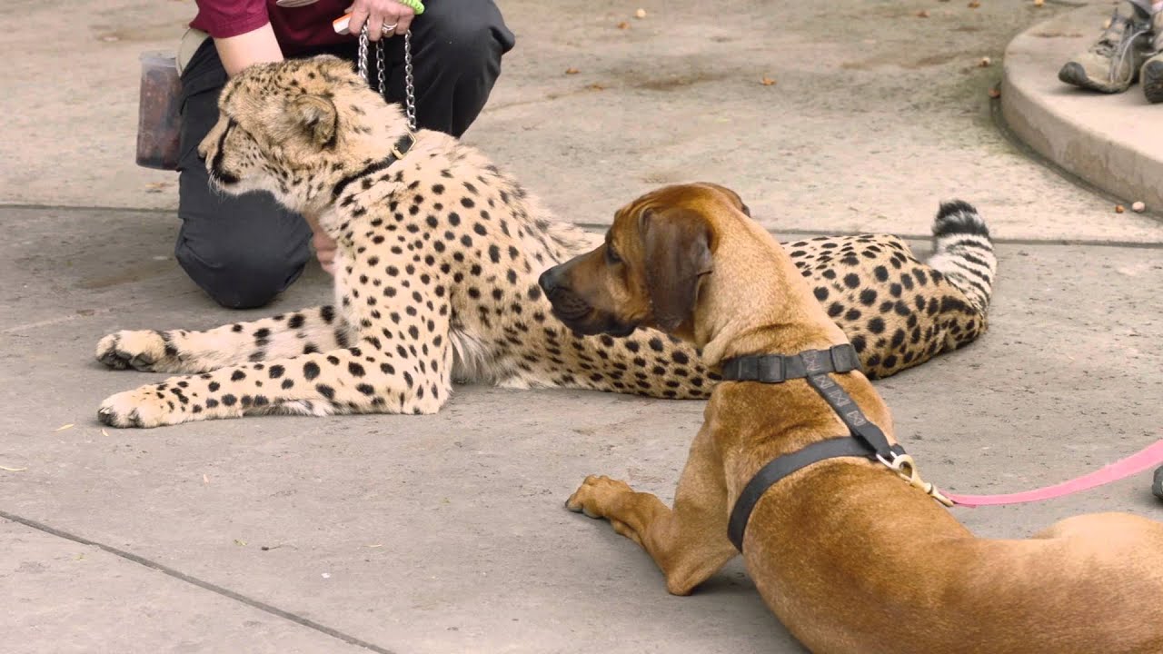 cheetah run with ruuxa san diego zoo safari park youtube