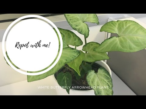 Repotting my White Butterfly Arrowhead Houseplant | USE POTS WITH PROPER DRAINAGE!