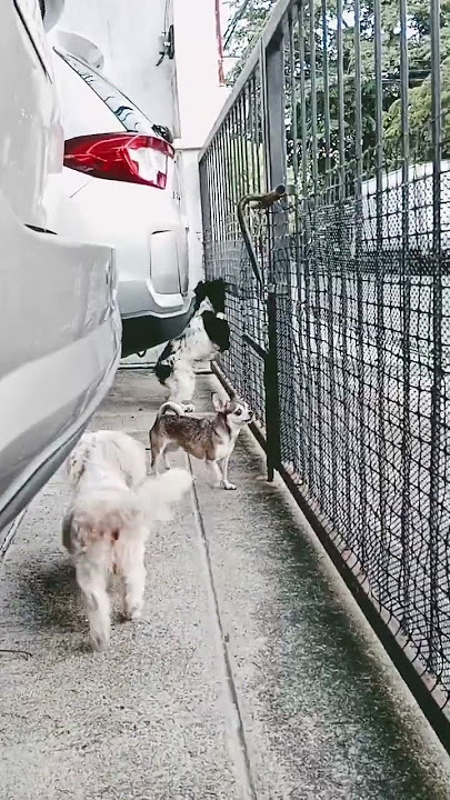 ayaw nyay ibang dogs outside #satisfying #mathilda #petlovers_pets