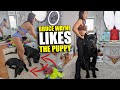 Doggy Daycare Goes WRONG! Bruce Wayne Likes The Puppy!