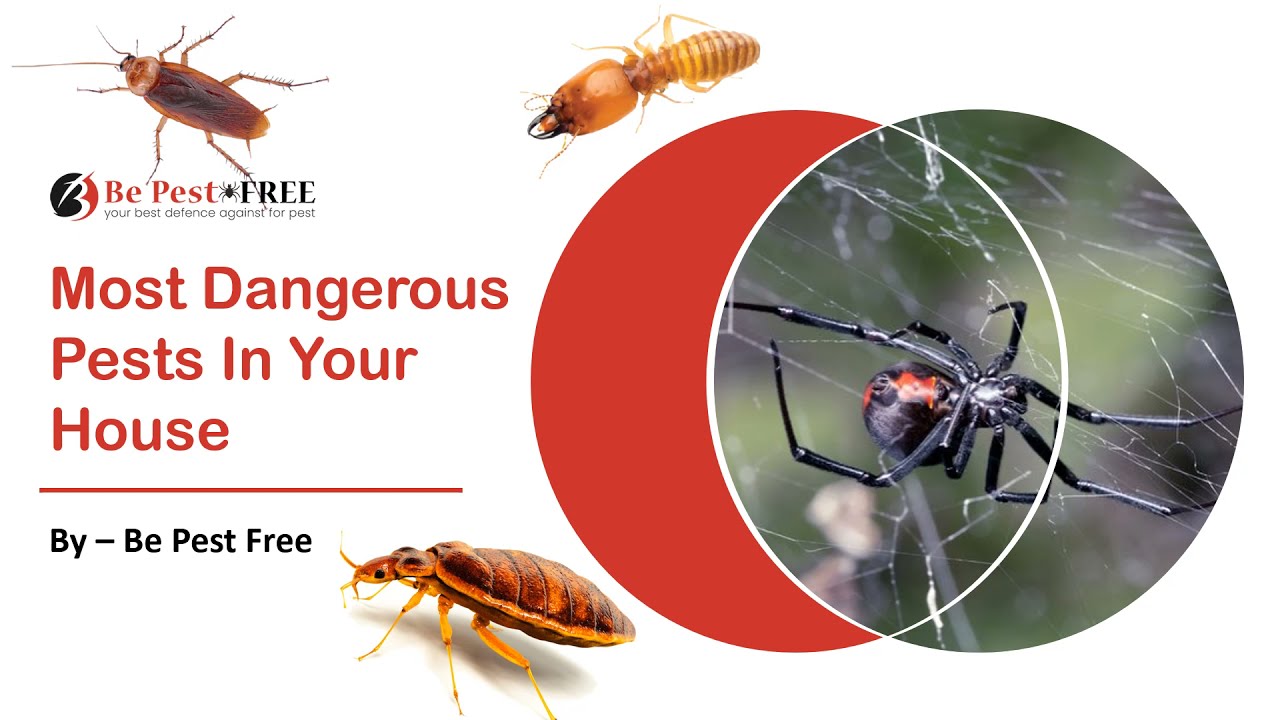 Which Are The Most Dangerous Pests In Your House Be Pest Free Common Pests Youtube