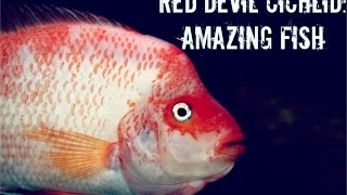 Red Devil: Amazing fish