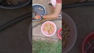 ដង្កូវដួង។ Worm