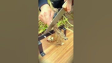 A simple smart tool that functions as an onion root cutter #shorts