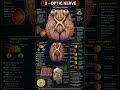 Optic Nerve Anatomy &amp; Visual Pathway | MBBS &amp; NEET PGOptic Nerve Explained in 10 sec #opticnerve