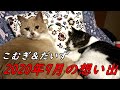 【猫日記こむぎ＆だいず】2020年9月の想い出 Part1