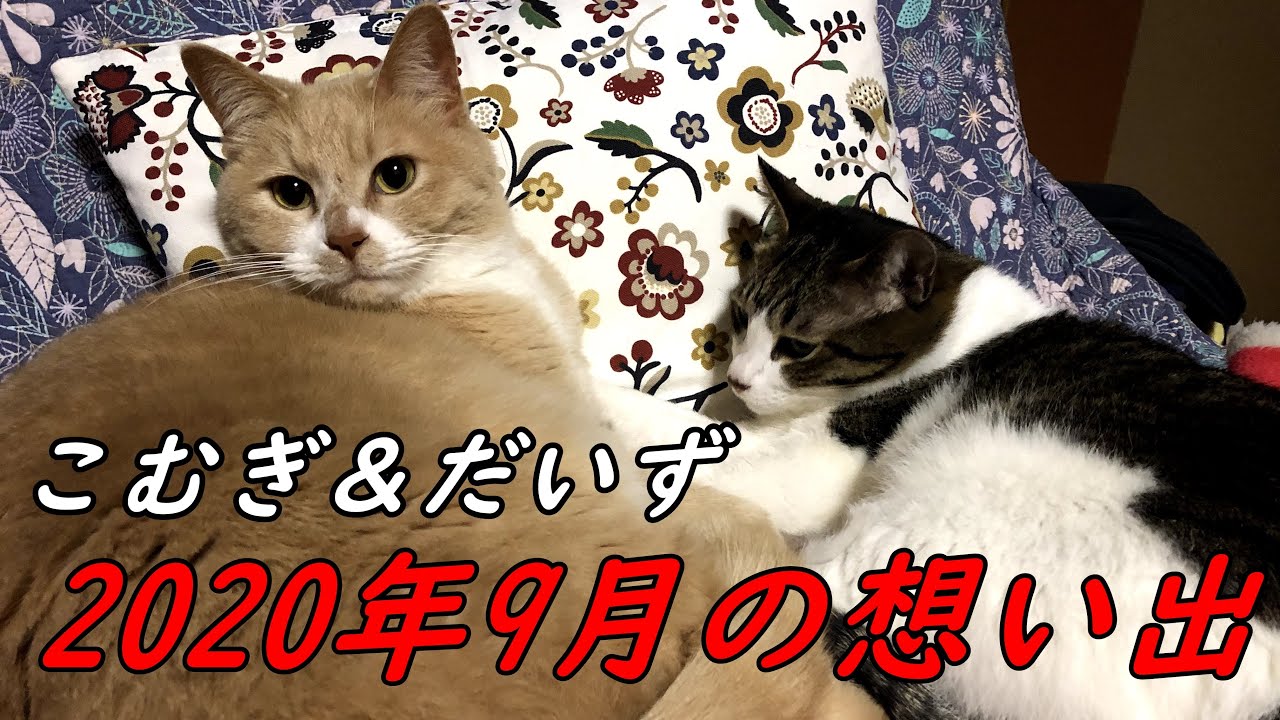【猫日記こむぎ＆だいず】2020年9月の想い出 Part1