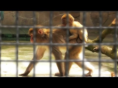 Суровая Рита держит стаю в строгости. Макака Майечка сидит на спине приемной матери. Тайган