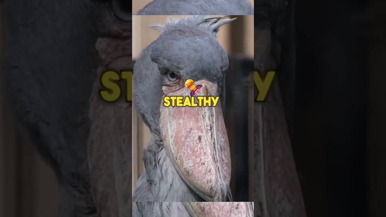ICYDNK: Shoebill, The Dinosaur Bird You’ll Never Forget!  🦖🐦