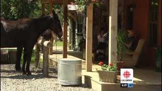 Homemade Saloon | CBC