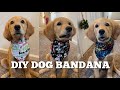 DIY EASY DOG BANDANA #dogbandana #easydogbandana #goldenretrieverpuppy