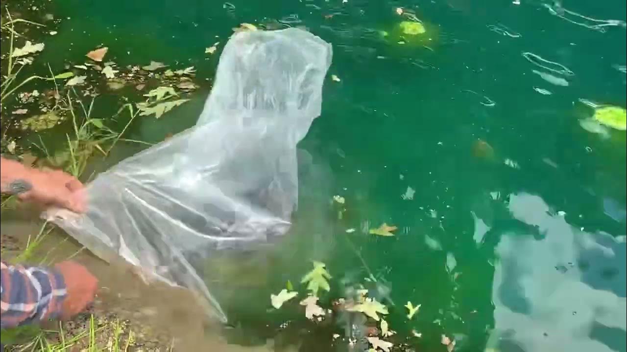 Feeding Minnows to Our Pond Bass YouTube