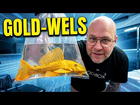 Rarity Import: The golden catfish are here!