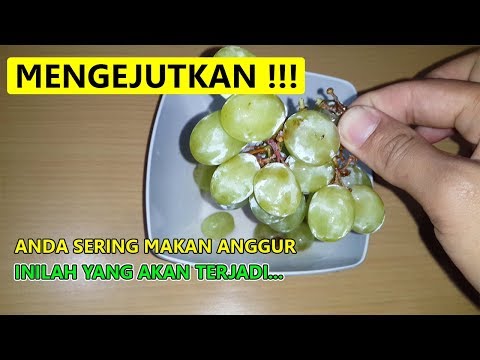 Video: Anggur Akan Selalu Hijau