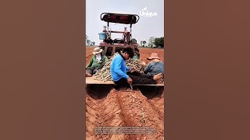 Mechanized cassava planting: boosting efficiency on the farm