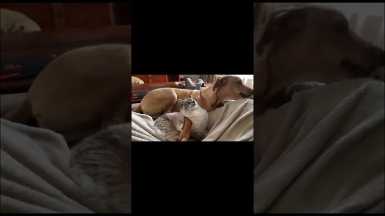 The lion killer and jungle cat getting along 