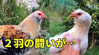 悲報】ニワトリたちの終わらぬケンカと、忍び寄る新たな脅威… 153話目