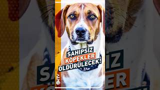 30 Gün Boyunca Sahiplenilmeyen Köpekler Uyutulacak! #shorts #youtubeshorts #köpek #ntv