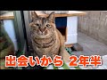 【サビちゃんについて】大事なご報告があります
