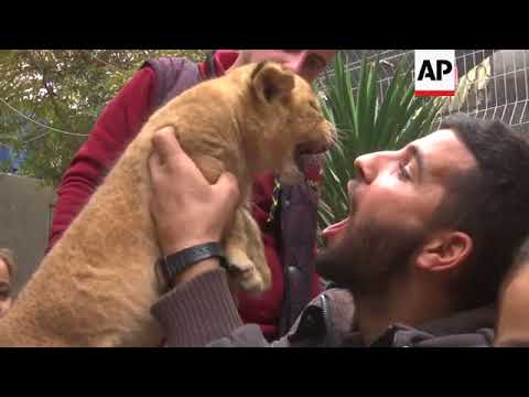 Palestinian zoo owner puts three lion cubs up for sale