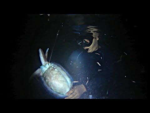 Night Spearfishing |