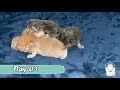 New Born Persian Kittens  Day 1 to Day 7  (Day One To One Week)