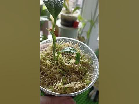 #Сильвер Спирит🌱 - YouTube