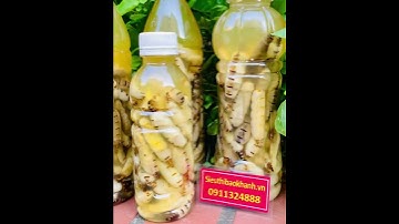 Mối chúa ngâm rượu được nhiều người săn đón