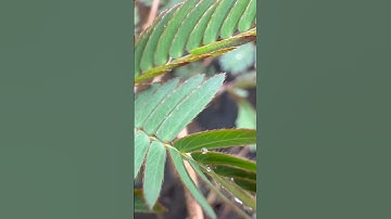 Cây Trinh Nữ Co Lại Khi Chạm – Vị Thuốc Quý Trong Y Học Cổ Truyền! #caythuocnam