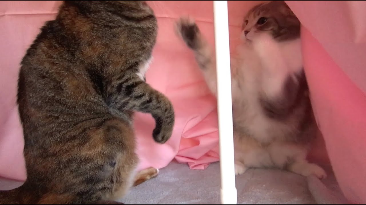 cute cats for sale 猫の喧嘩 ベッドの取り合い Cat Fight -fight over a bed.