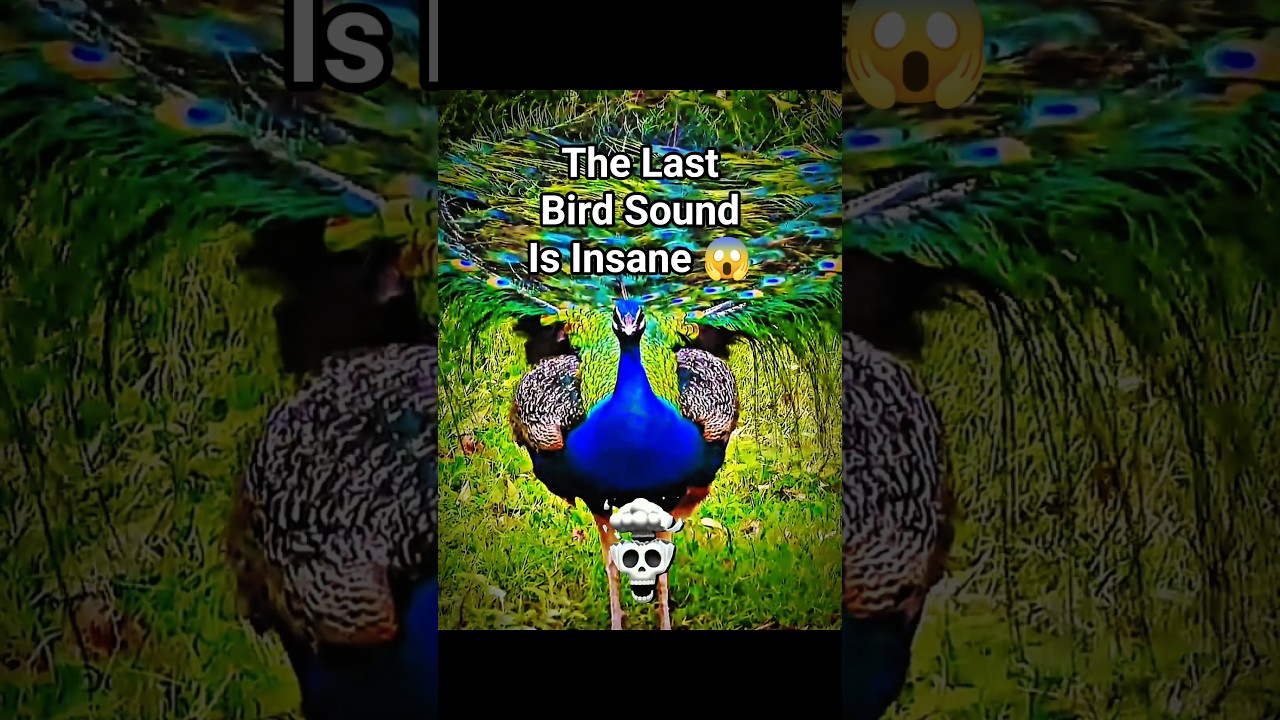 BIRD SOUNDS - TOP 3 SCARY BIRD SOUNDS