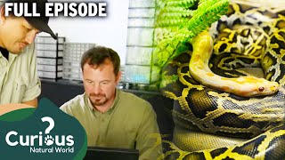 Random Burmese Pythons Causing Hysteria To Florida Pets | Full Episode | Curious: Natural World
