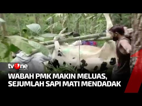 Wabah PMK Makin Mengganas, Ribuan Sapi di Jatim Mati | Kabar Petang Pilihan tvOne