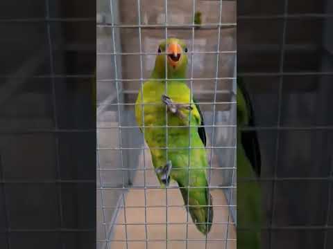 Olive-headed lorikeet (Trichoglossus euteles)