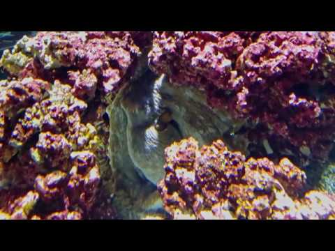 Day octopus rapid color change