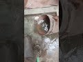 দেশি মাছের সাদ আলাদা #rells #viralvideo #fish