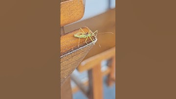 Assassin Bug #assassin #assassinbug #bug #america #vermont #outside #takeover #geen #greenbug #run