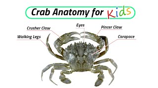 Crustacean Species / Crab Anatomy for Kids / Leo & Lia Story TV