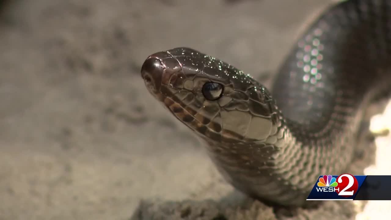 Central Florida zoo program returns indigo snakes to North Florida wild