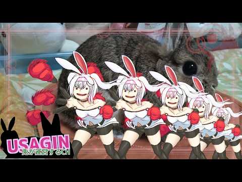 【ぽこ あ ポケモン】まともに進むか分からないうみぞこの街260813【うさぎが運営してるVtuber】