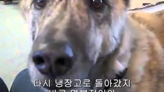 말하는 개 screenshot 5