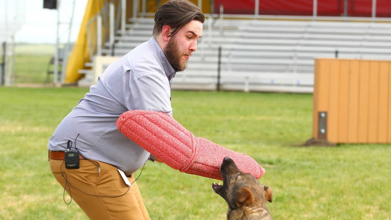 Experiencing the force of a police dog bite YouTube