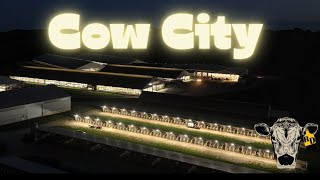 Feeding a 4 500 Head Dairy Herd