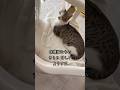 心臓疾患の子猫が10ヶ月になり、ようやく大事な予定が決まりました🐱 #shorts #子猫の成長日記 #保護子猫