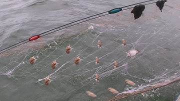 Kéo Lưới Kiếm Hải Sản Tươi Sống - Điểm Củ Trúng Đậm Tôm Thẻ, Nan Bầu | Câu Mực Biển Tây #202