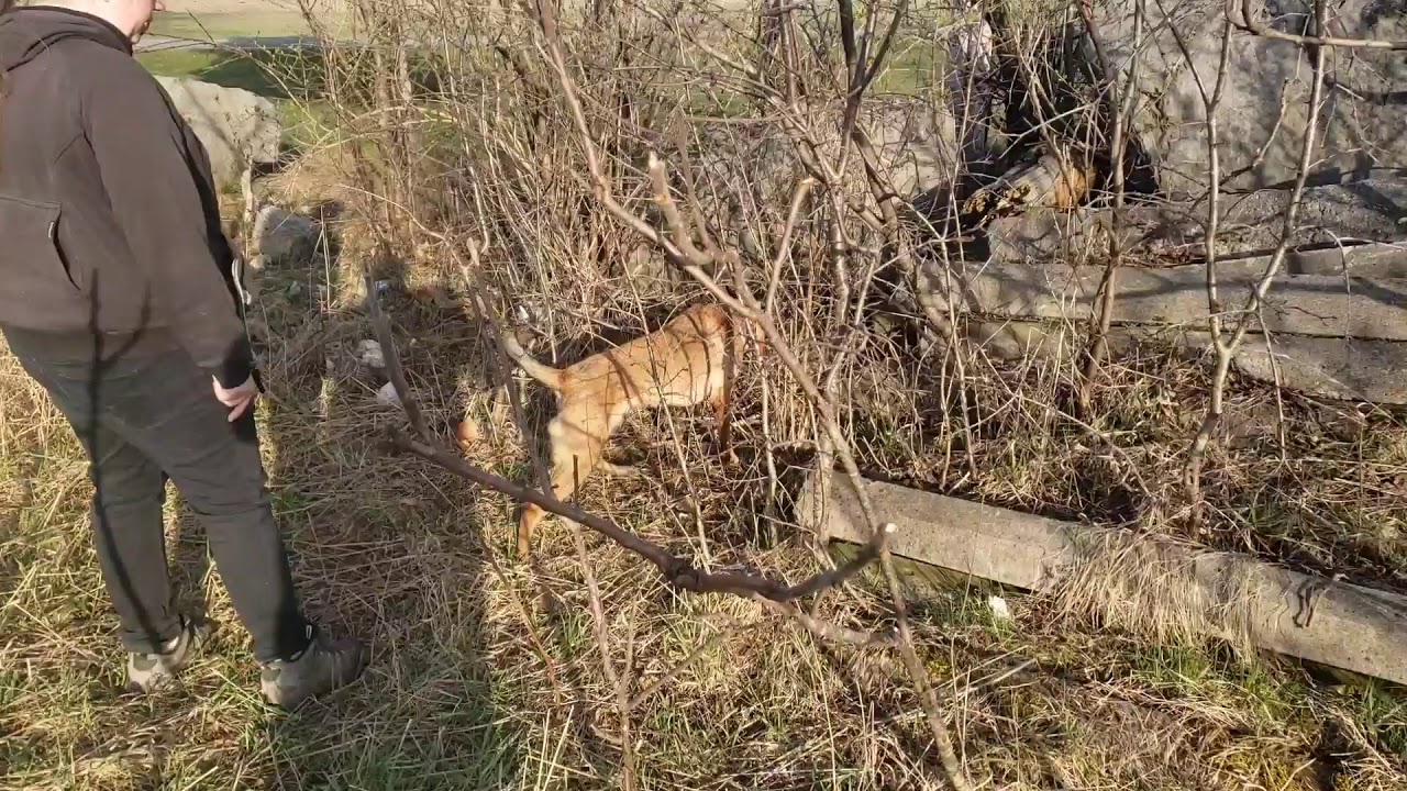 Blaze or Bust - Stashlogix Silverton pt 2