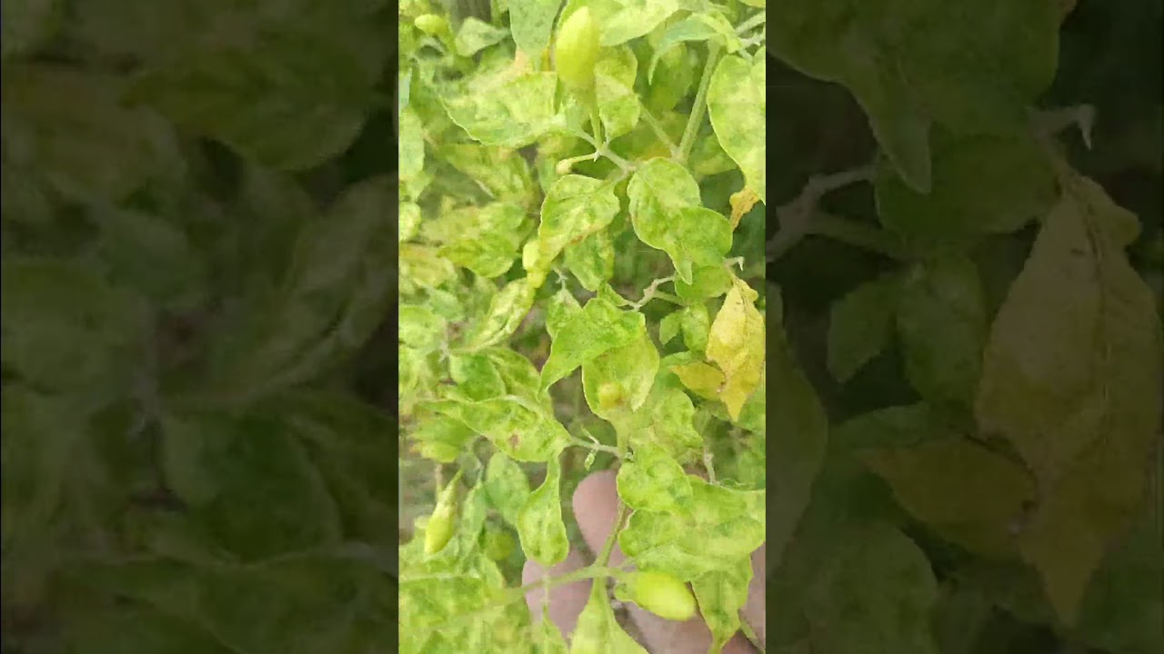 The Resilient Agriculture and Lifestyle of Thailand's Isan Region