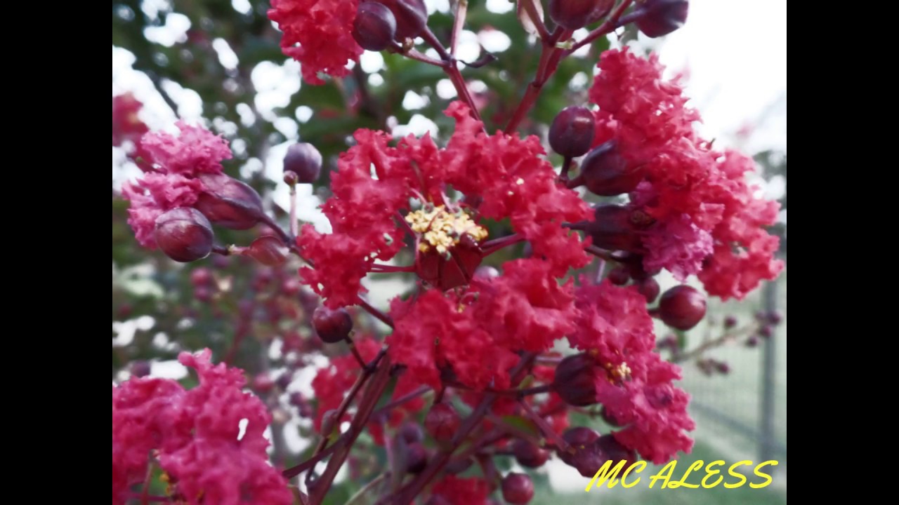 Sporadic Resonance_Instrumental- EMCEE/ MC ALESS