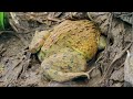 INCREDIBLE! Catching A Lot of FROG by Angrot (Traditional Fishing)