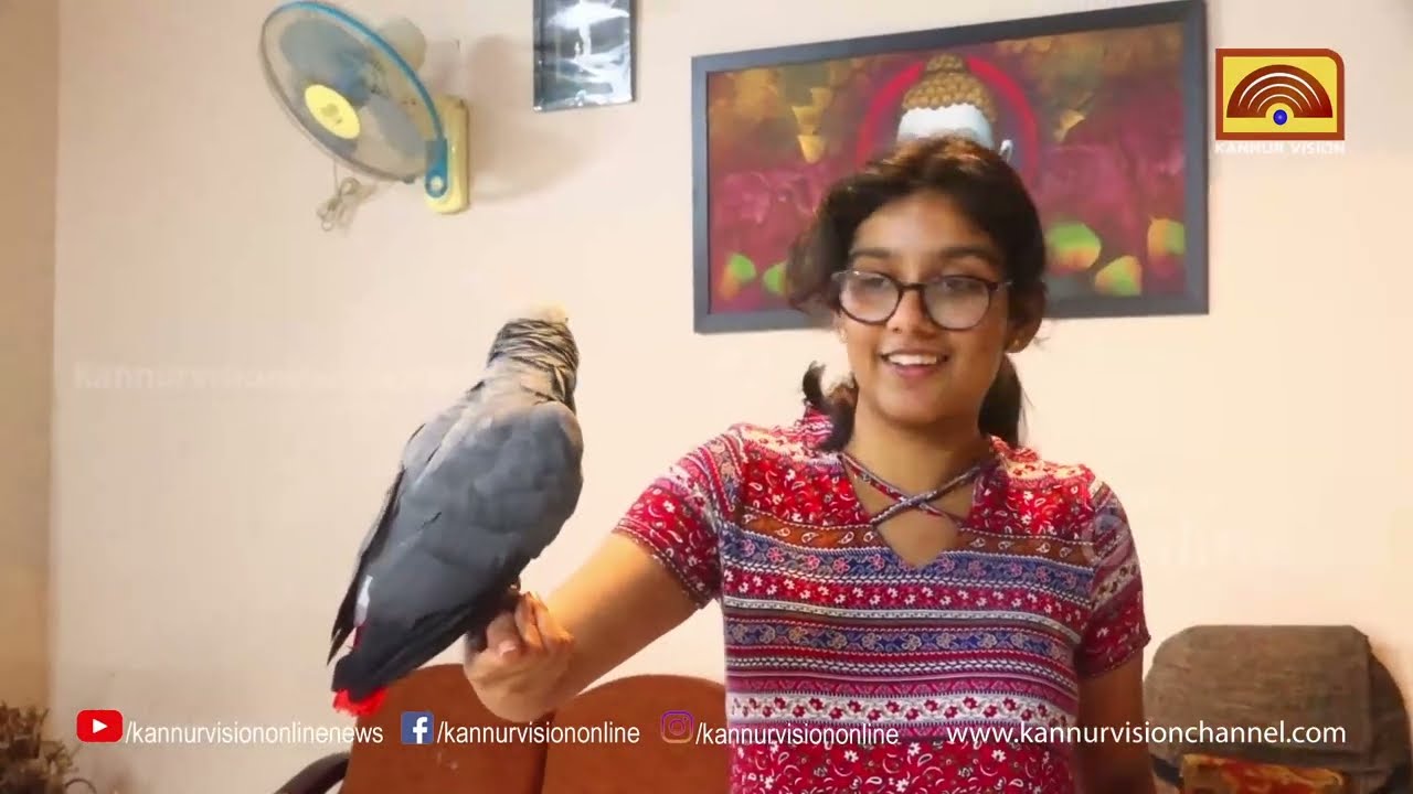 അമ്പിളി ... തത്തയുടെ ആ നീട്ടി വിളിയിൽ തീർന്നത് ഒരു ഉടമസ്ഥാവകാശ തർക്കം.